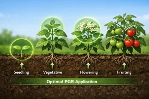 تأثير توقيت استخدام منظمات النمو النباتية على مراحل نمو النبات والإنتاج